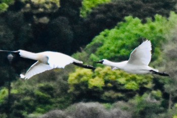 クロツラヘラサギ 葛西臨海公園 2024年4月26日(金)