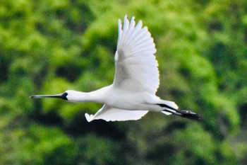 クロツラヘラサギ 葛西臨海公園 2024年4月26日(金)