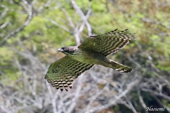 Mountain Hawk-Eagle 神奈川 Fri, 4/26/2024