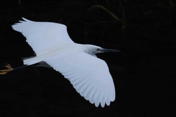 2018年12月31日(月) 紫川の野鳥観察記録