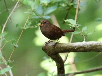 Eurasian Wren Hayatogawa Forest Road Fri, 4/26/2024