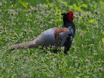 Green Pheasant 見沼自然公園 Fri, 4/26/2024