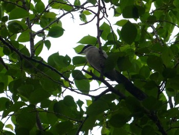 Azure-winged Magpie Satomi Park Fri, 4/26/2024