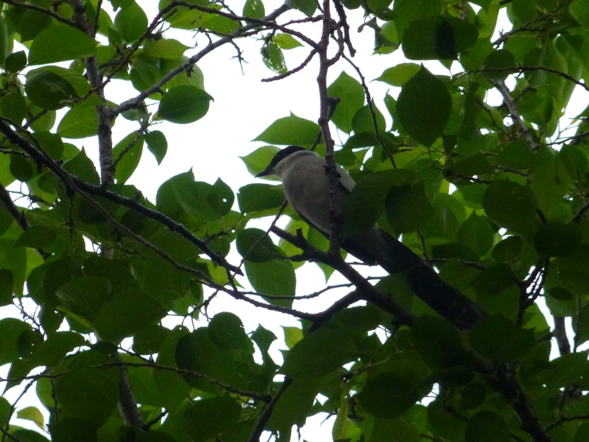 Azure-winged Magpie