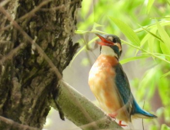 Common Kingfisher 愛知県 Thu, 4/11/2024