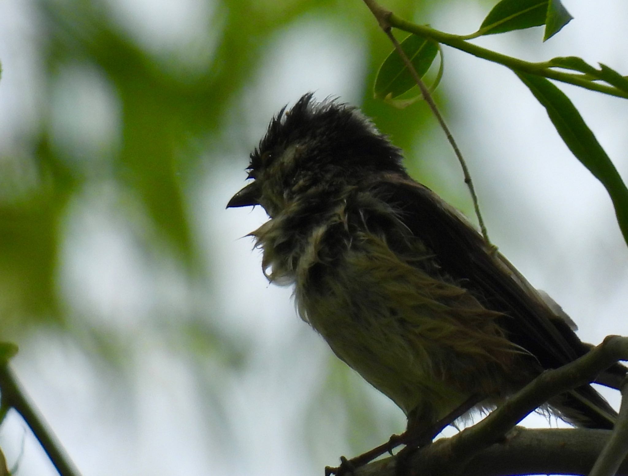 Long-tailed Tit