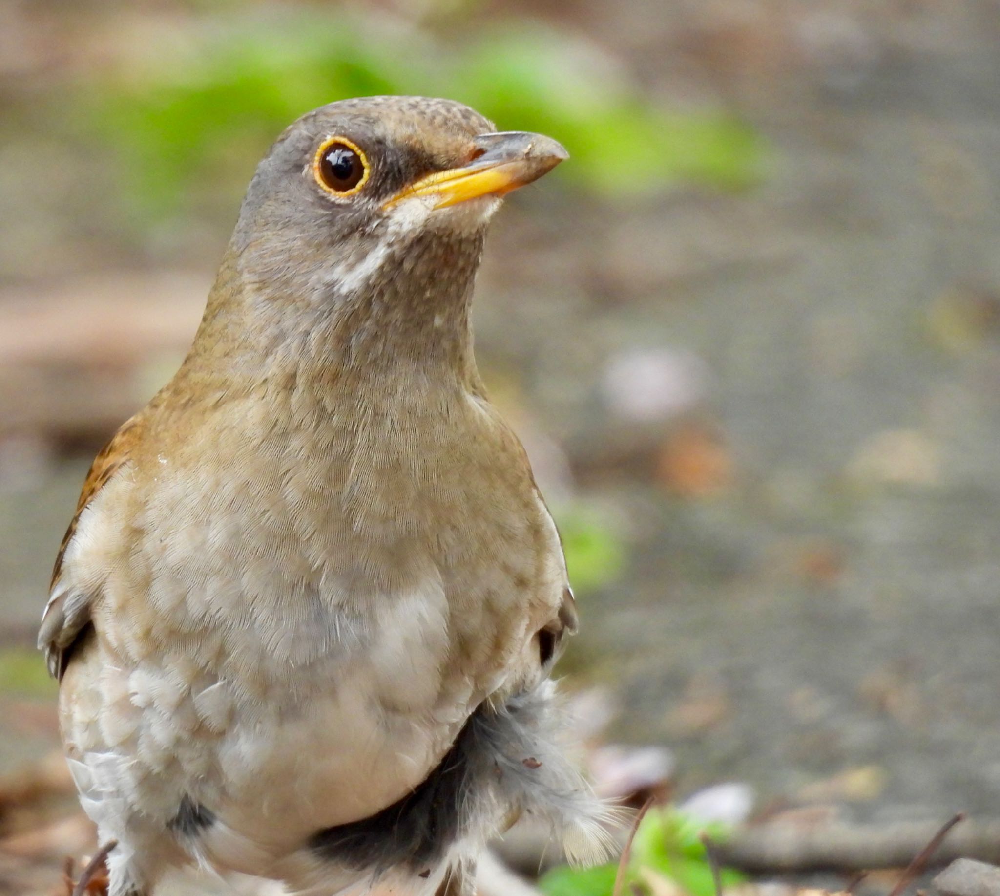 Pale Thrush