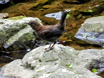 Brown Dipper 箕面公園(大阪府) Fri, 4/26/2024