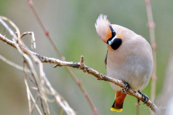 Bohemian Waxwing Kitamoto Nature Observation Park Sat, 3/23/2024