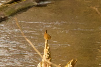 Eurasian Wren Unknown Spots Fri, 4/26/2024