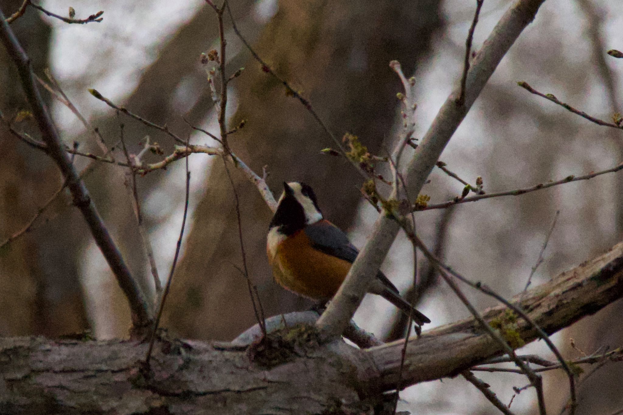 Photo of Varied Tit at  by シロハラゴジュウカラ推し