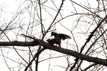 Great Spotted Woodpecker(japonicus) Unknown Spots Fri, 4/26/2024
