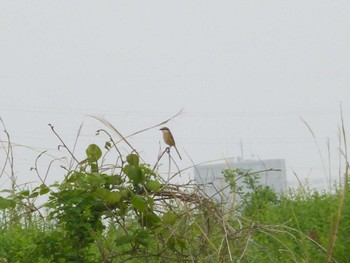 Bull-headed Shrike 江戸川河川敷(里見公園〜柳原水門) Fri, 4/26/2024