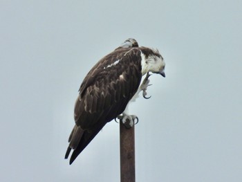 Osprey 岡山県 Sun, 4/21/2024