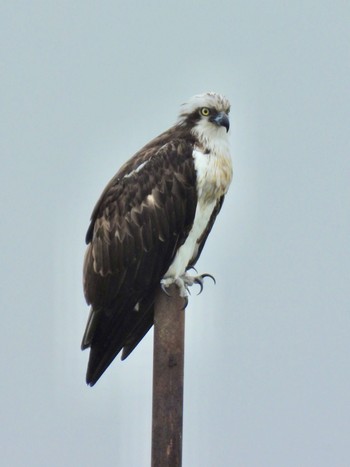 Osprey 岡山県 Sun, 4/21/2024