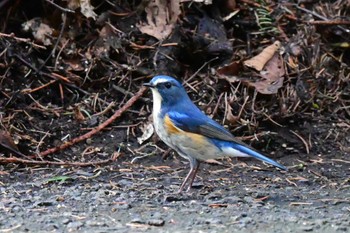 Red-flanked Bluetail 豊平公園(札幌市) Fri, 4/26/2024