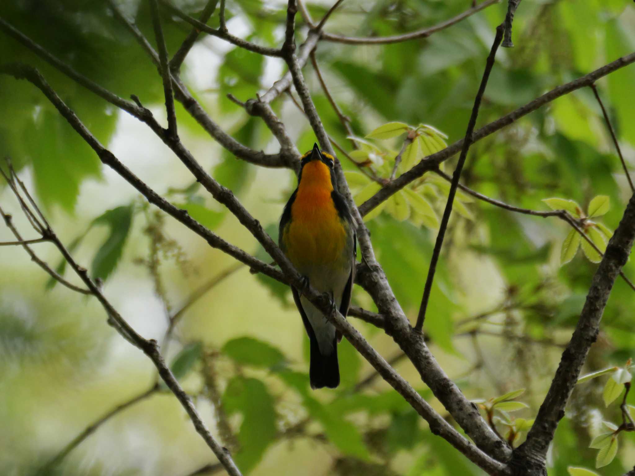 見つかったか・・ by little birds