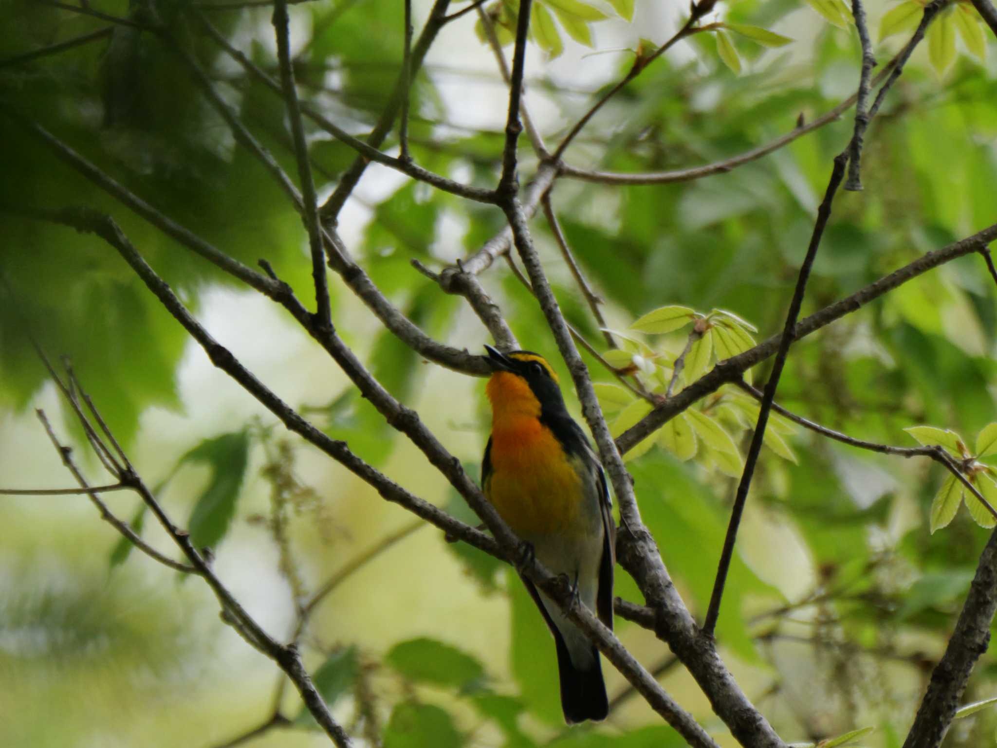 キビタキ3態。　小声でささやく・・　　（原画です） by little birds