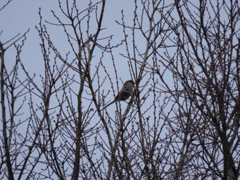 エナガ 東京港野鳥公園 2024年4月26日(金)