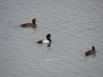 スズガモ 東京港野鳥公園 2024年4月26日(金)