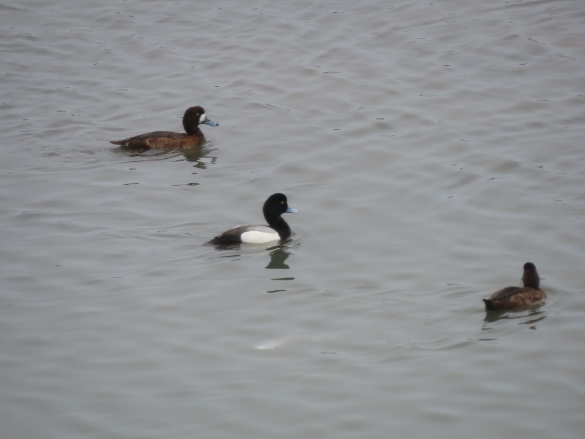 Photo of Greater Scaup at Tokyo Port Wild Bird Park by アカウント16194
