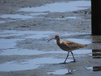 チュウシャクシギ 東京港野鳥公園 2024年4月26日(金)