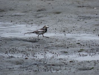 White Wagtail Tokyo Port Wild Bird Park Fri, 4/26/2024