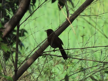 Chinese Hwamei Tokyo Port Wild Bird Park Fri, 4/26/2024