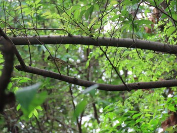 アオジ 東京港野鳥公園 2024年4月26日(金)