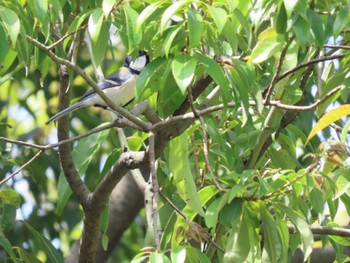 Fri, 4/26/2024 Birding report at Tokyo Port Wild Bird Park