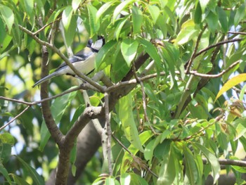 Japanese Tit Tokyo Port Wild Bird Park Fri, 4/26/2024