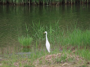 ダイサギ 東京港野鳥公園 2024年4月26日(金)