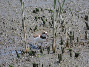 Little Ringed Plover Tokyo Port Wild Bird Park Fri, 4/26/2024