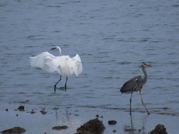 アオサギ 東京港野鳥公園 2024年4月26日(金)