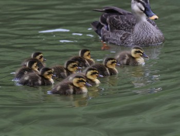 Eastern Spot-billed Duck 福岡県内 Fri, 4/26/2024