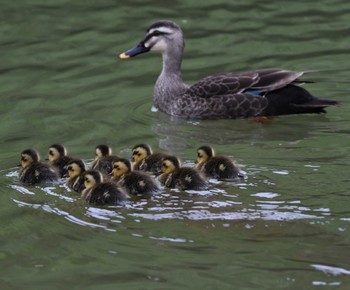 Eastern Spot-billed Duck 福岡県内 Fri, 4/26/2024