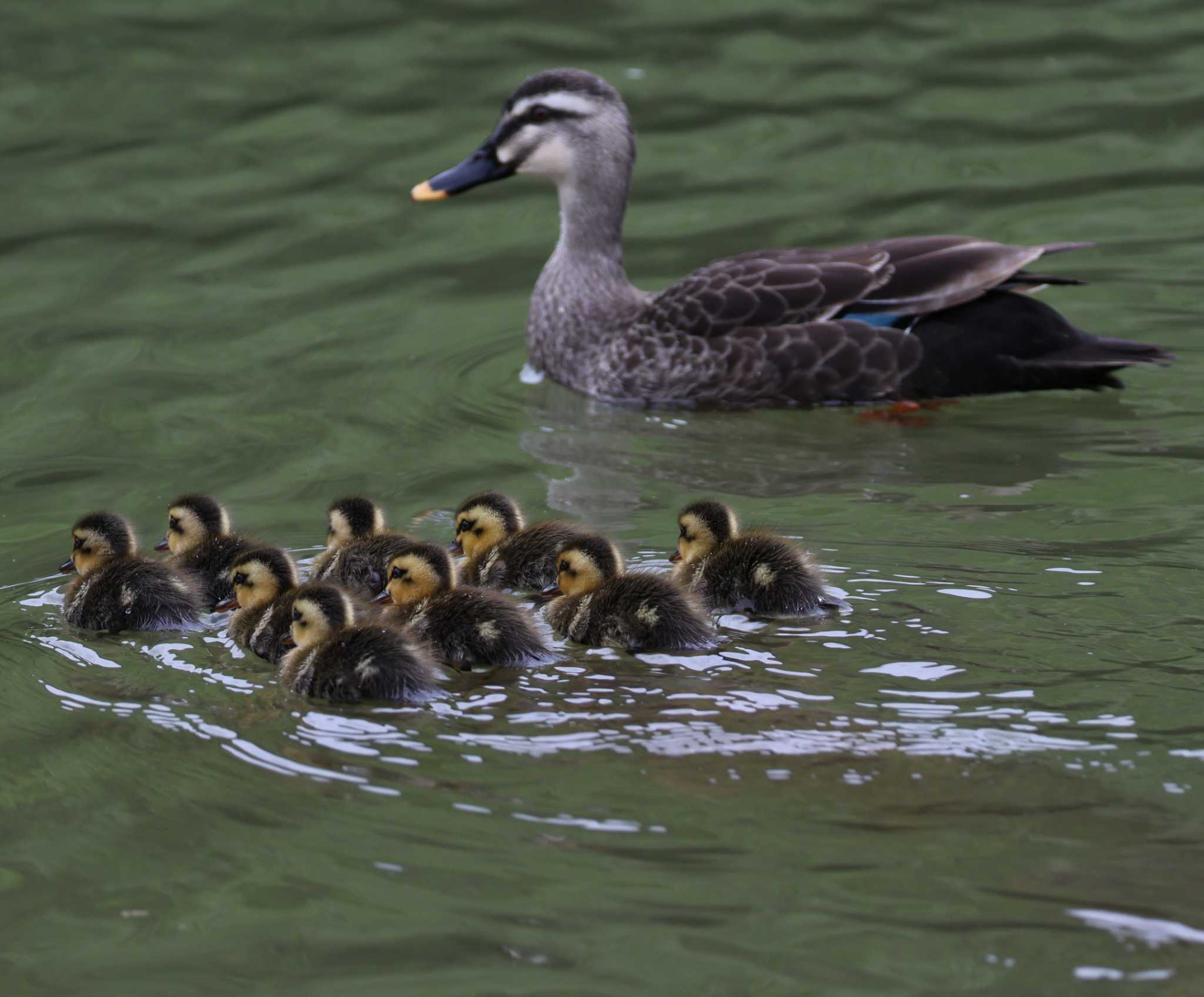 Photo of Eastern Spot-billed Duck at 福岡県内 by 気ままに山歩