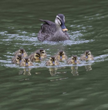 Eastern Spot-billed Duck 福岡県内 Fri, 4/26/2024