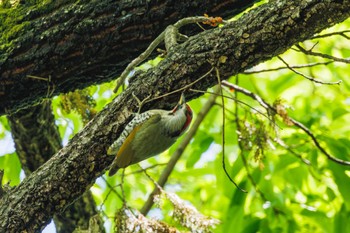 Japanese Green Woodpecker Shakujii Park Thu, 4/25/2024