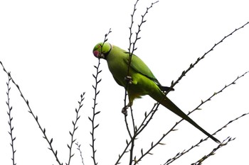 Indian Rose-necked Parakeet 東京都 Thu, 4/18/2024