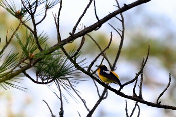 Narcissus Flycatcher 三河湖園地 Fri, 4/26/2024