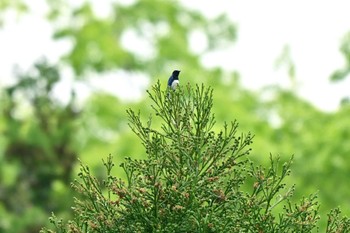 Blue-and-white Flycatcher 王滝渓谷 Fri, 4/26/2024