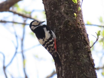 Great Spotted Woodpecker 荒沢湿原 Sun, 4/21/2024