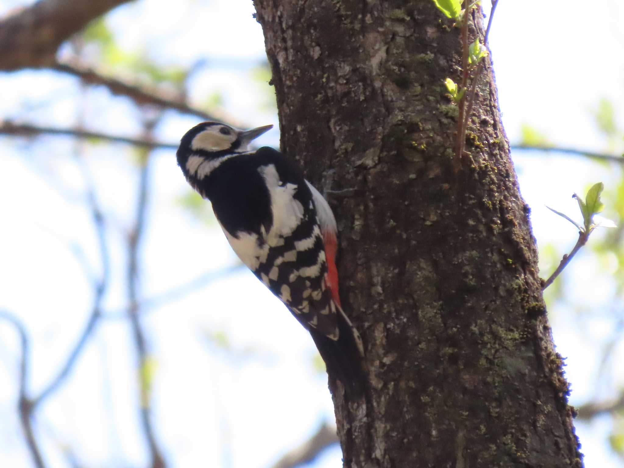 Great Spotted Woodpecker