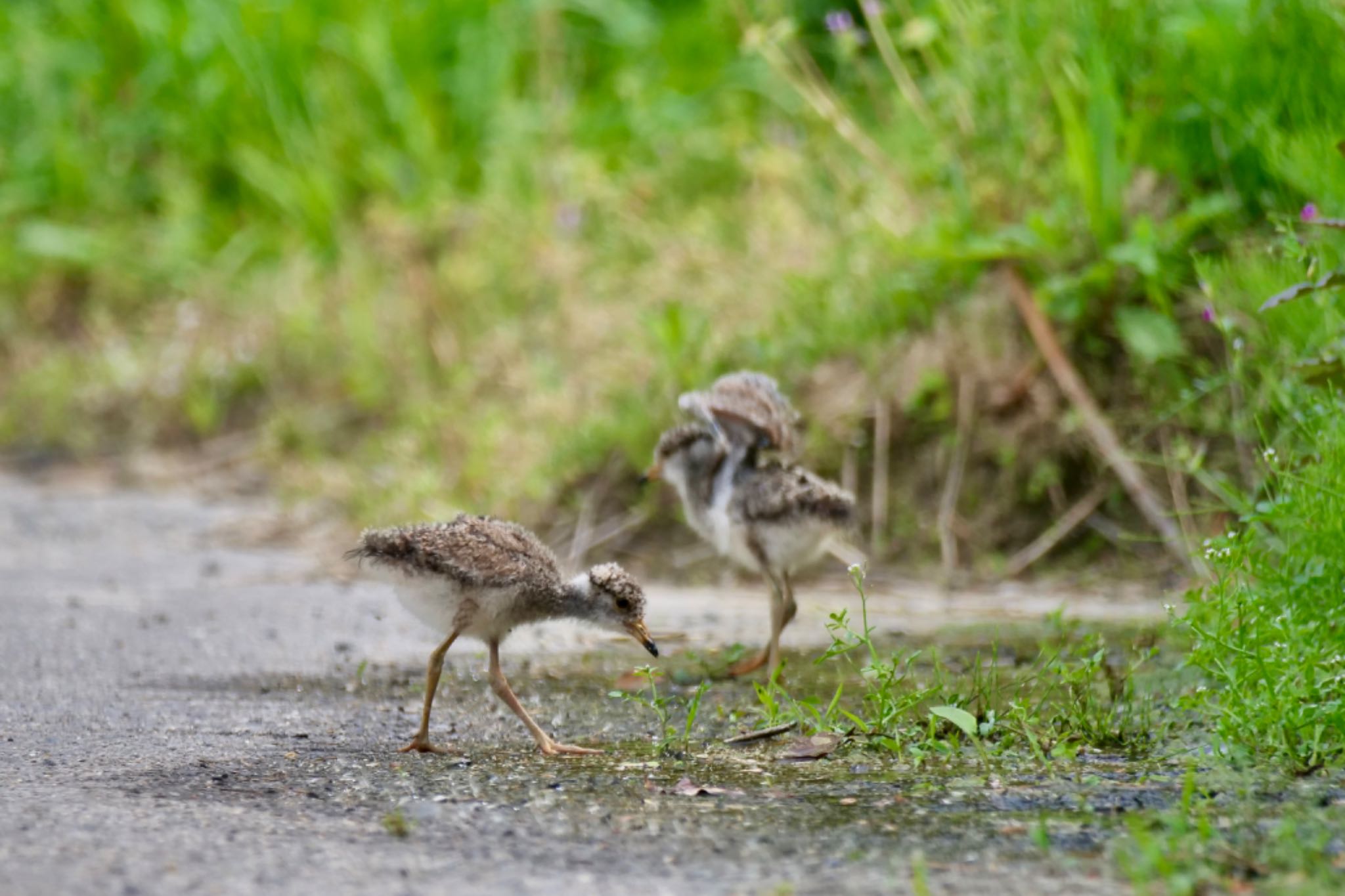 Photo of Grey-headed Lapwing at 大府市 by sana