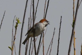 Russet Sparrow 茨戸川緑地公園 Fri, 4/26/2024