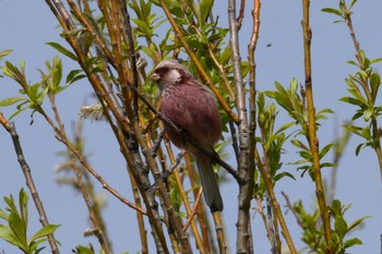 Siberian Long-tailed Rosefinch 茨戸川緑地公園 Fri, 4/26/2024