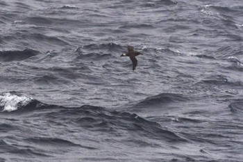 クロアシアホウドリ 八丈島航路 2024年4月24日(水)