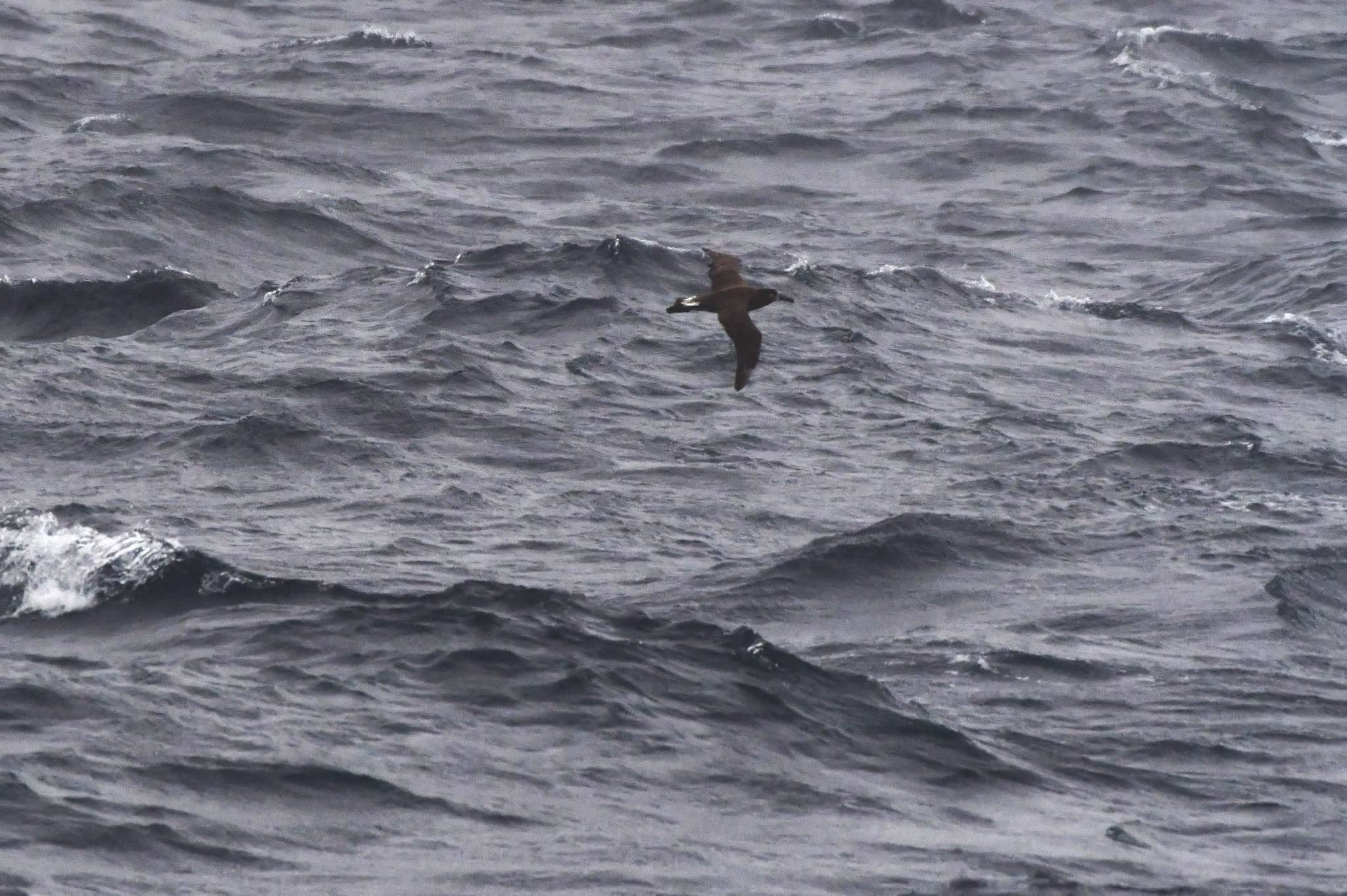 Photo of Black-footed Albatross at 八丈島航路 by geto