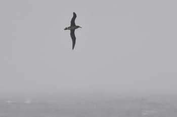 Black-footed Albatross 八丈島航路 Wed, 4/24/2024